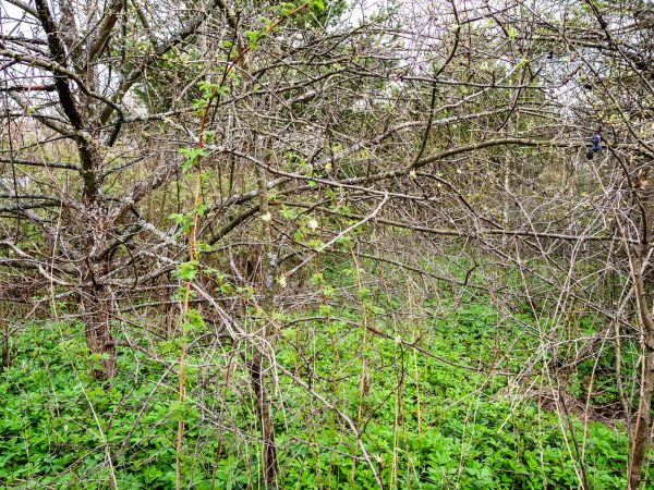 Underbrush Clearing in Waxhaw