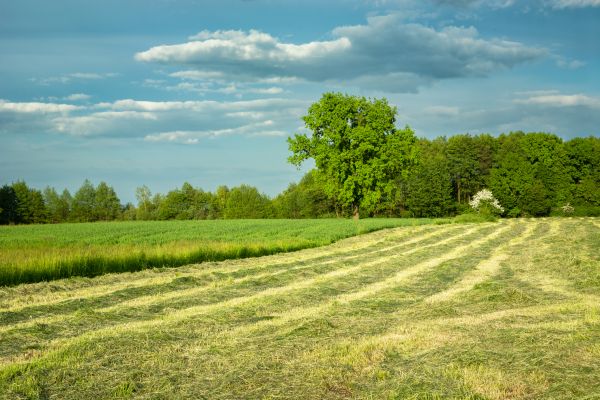 Vegetation Removal in Waxhaw