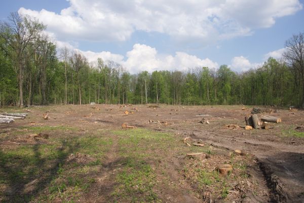Pasture Clearing in Waxhaw