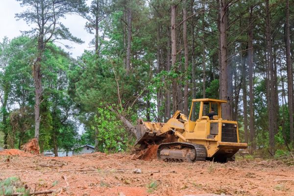 Forest Thinning in Waxhaw