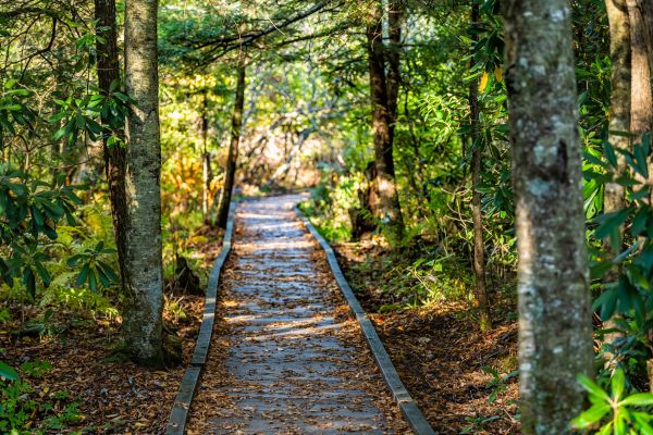 Trail Clearing in Waxhaw